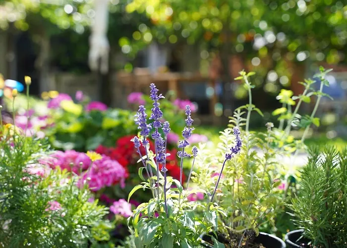 בית הארחה Alterra נאוס מרמרס