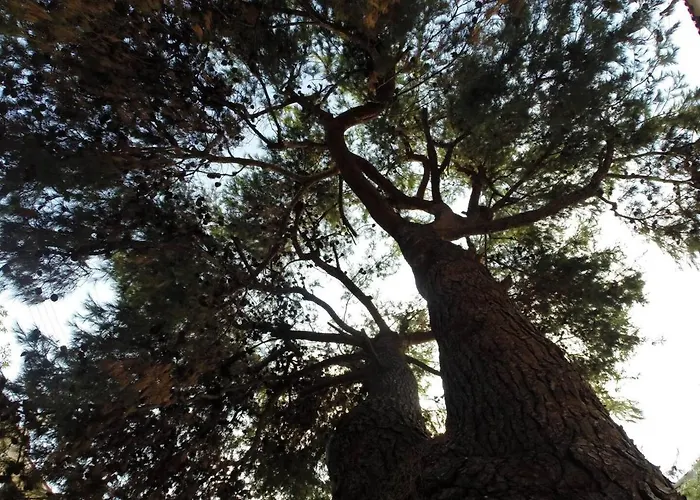 Alterra בית הארחה נאוס מרמרס